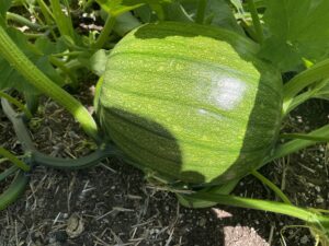 What I’m Making from My Garden Harvest